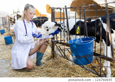 Young female vet checking health of small calf 128760695