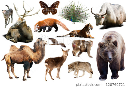 asia animals isolated 128760721