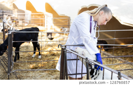 young veterinarian checks on small calves on a farm young veterinarian checks on small calves on a farm 128760857