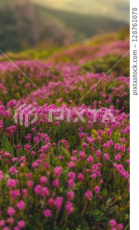 Spike Heath Blooming Pink Flowers in Mountains Spike Heath Blooming Pink Flowers in Mountains 128761078
