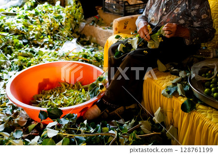 Elderly woman preparing fresh Harvesting linden in cozy room. Turkish traditional tea 128761199