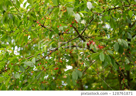 Cherry tree branches with green leaves and ripening fruit in summer garden. Cherry tree branches with green leaves and ripening fruit in summer garden. 128761871