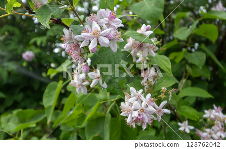 A genus of perennial woody plants of the hydrangea family pink Deutsia A genus of perennial woody plants of the hydrangea family pink Deutsia 128762042