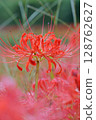 Cluster amaryllis 128762627
