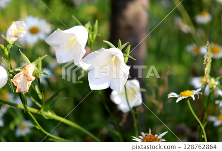 White garden bellflowers and daisies on a sunny summer day 128762864