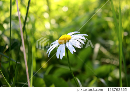 White garden daisy in profile against grass in sunlight on a summer day 128762865