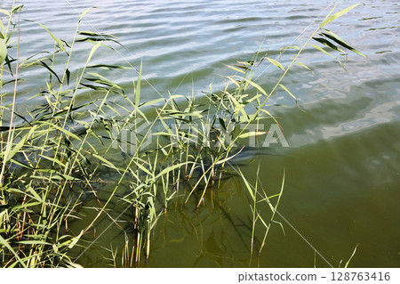 Reeds growing in water. Reeds growing in water. 128763416