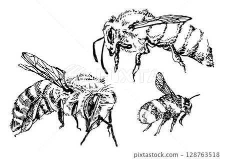 set of linear illustrations of insects, bumblebee, bee and wasp in black hand drawn outline on white set of linear illustrations of insects, bumblebee, bee and wasp in black hand drawn outline on white 128763518