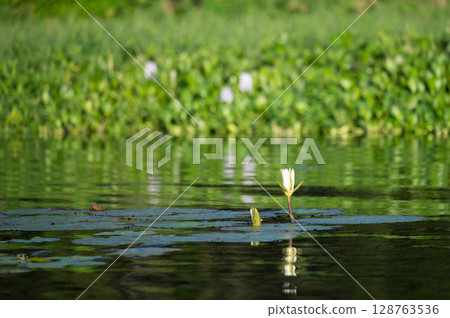 Close up of lily flower in lake water 128763536