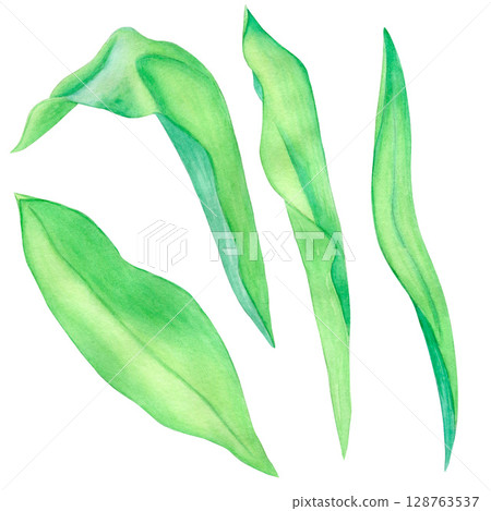 Set of green tulip leaves. Hand drawn watercolor illustration isolated on white background. Suitable for design, invitations, congratulations. Set of green tulip leaves. Hand drawn watercolor illustration isolated on white background. Suitable for design, invitations, congratulations. 128763537