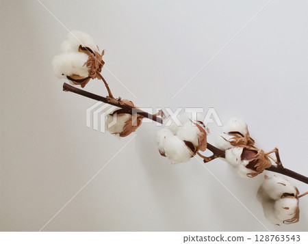 Cotton branch isolated on white background 128763543