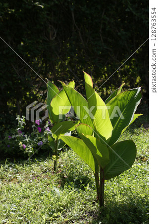 Perennial herbaceous plant Canna Perennial herbaceous plant Canna 128763554