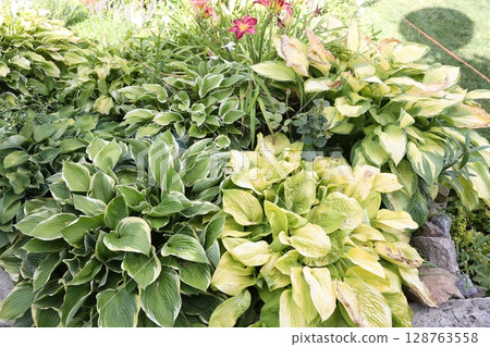 Hosta is a genus of perennial herbaceous plants Hosta is a genus of perennial herbaceous plants 128763558