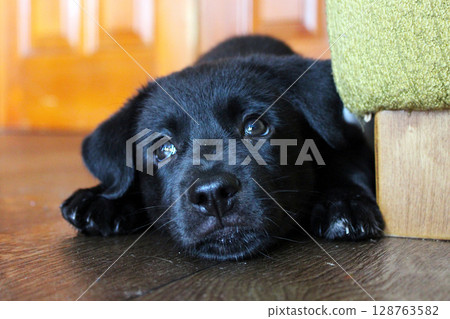 Curious black puppy relaxing on a wooden floor near a green sofa in a cozy living room setting during the afternoon Curious black puppy relaxing on a wooden floor near a green sofa in a cozy living room setting during the afternoon 128763582