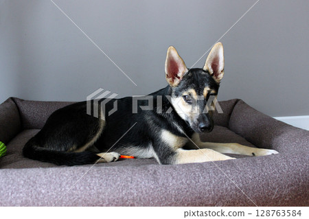 Comfortable puppy resting in a cozy bed at home during the afternoon, showcasing playful and calm demeanor 128763584