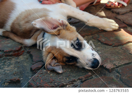 Playful puppy relaxing on cobblestone ground in a sunny outdoor setting, while a person enjoys their time nearby during a warm afternoon Playful puppy relaxing on cobblestone ground in a sunny outdoor setting, while a person enjoys their time nearby during a warm afternoon 128763585