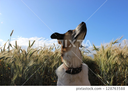 Dog observes the sky while standing in a golden wheat field on a sunny day in early summer with blue skies and fluffy clouds Dog observes the sky while standing in a golden wheat field on a sunny day in early summer with blue skies and fluffy clouds 128763588