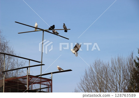 Birds perched on scaffolding against a clear sky with a flying pigeon in the foreground during a sunny day in a natural setting Birds perched on scaffolding against a clear sky with a flying pigeon in the foreground during a sunny day in a natural setting 128763589