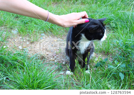Black and white cat enjoying affection on a sunny day in a green grassy area by a gentle hand Black and white cat enjoying affection on a sunny day in a green grassy area by a gentle hand 128763594