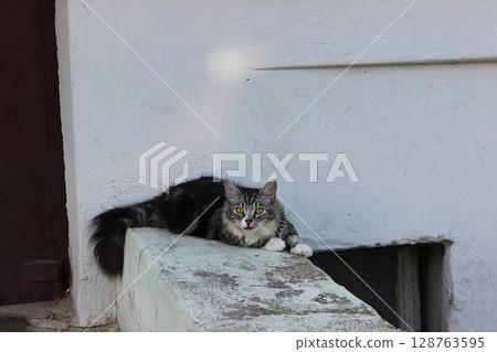 Striped cat lounging on a ledge near a white wall in a quiet alleyway during the afternoon sunlight 128763595