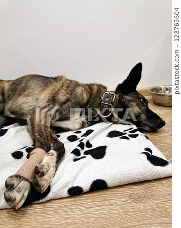 Dog resting with a bandaged paw on a cozy blanket beside a food bowl in a calm indoor space during daylight 128763604