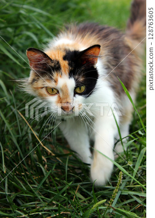 Calico cat exploring lush green grass on a sunny afternoon, showcasing curiosity and playfulness in a natural outdoor setting Calico cat exploring lush green grass on a sunny afternoon, showcasing curiosity and playfulness in a natural outdoor setting 128763605