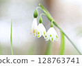 Snowflake flower 1 128763741