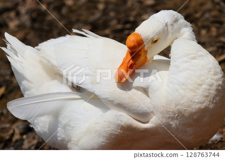 鵝梳理羽毛 鵝梳理羽毛 128763744