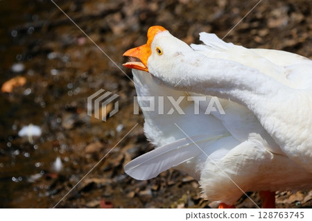 Geese Preening 128763745