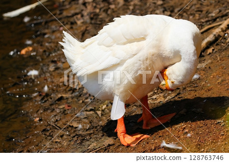 Geese Preening 128763746