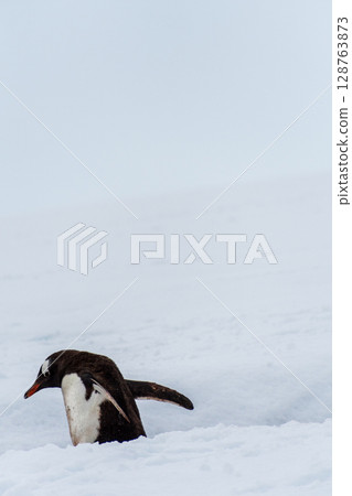 Gentoo colony at Danco Island Gentoo colony at Danco Island 128763873