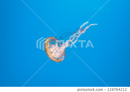 underwater photography jellyfish Chrysaora fuscescens, Pacific sea nettle, West Coast sea nettle 128764212