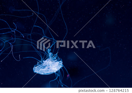 underwater photography jellyfish Chrysaora lactea, Milk Sea Nettle underwater photography jellyfish Chrysaora lactea, Milk Sea Nettle 128764215
