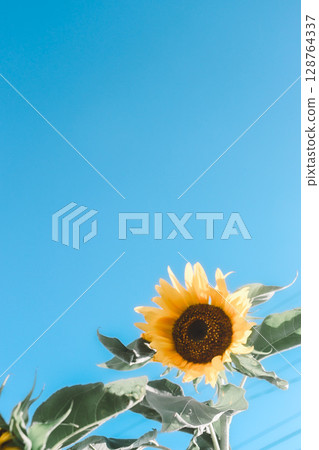 A sunflower swaying in the wind A sunflower swaying in the wind 128764337