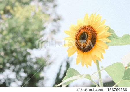 A single sunflower blooming towards the sky A single sunflower blooming towards the sky 128764388