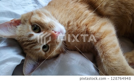 A cat is laying on a bed with its head tilted to the side. A cat is laying on a bed with its head tilted to the side. 128764948