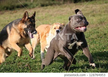 Three dogs are running in a field 128764953