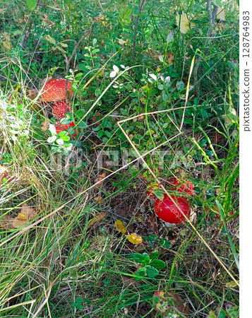 A few red mushrooms are growing in a field of grass 128764983