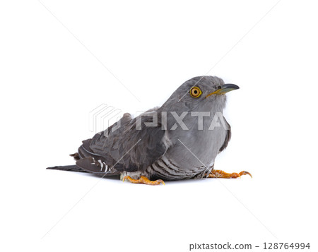 cuckoo portrait isolated on white background. cuckoo portrait isolated on white background. 128764994