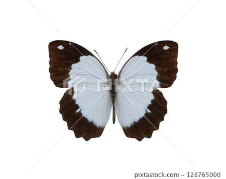 butterfly Eronia cleodora isolated on white background 128765000