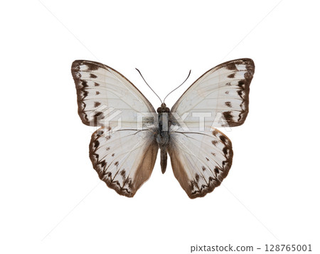 butterfly cymothoe caenis isolated on white background 128765001