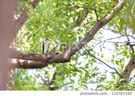[Wild birds] Sparrowhawk chicks growing up in an urban park 128765388