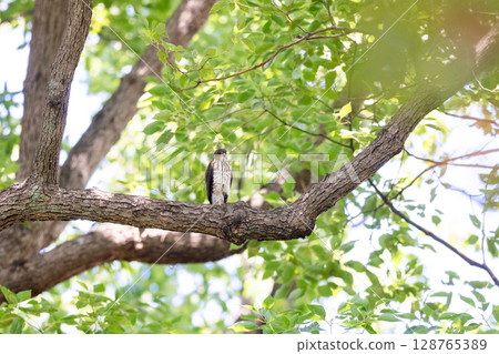[Wild birds] Sparrowhawk chicks growing up in an urban park 128765389