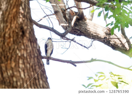 [野生鳥類] 在城市公園長大的雀鷹幼鳥 128765390