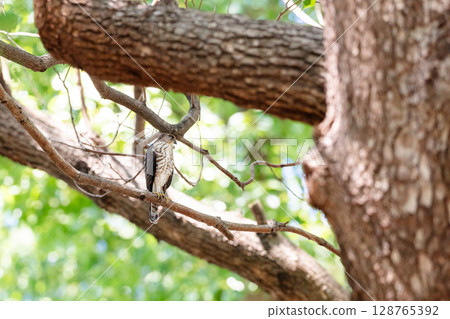 [Wild birds] Sparrowhawk chicks growing up in an urban park 128765392