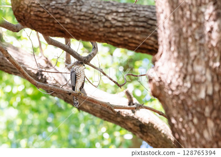 [Wild birds] Sparrowhawk chicks growing up in an urban park 128765394