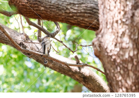 [野生鳥類] 在城市公園長大的雀鷹幼鳥 128765395