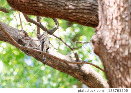 [野生鳥類] 在城市公園長大的雀鷹幼鳥 128765396