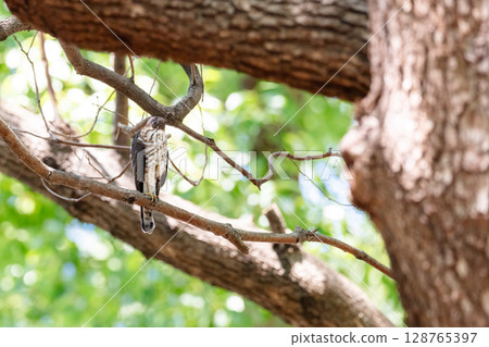 [野生鳥類] 在城市公園長大的雀鷹幼鳥 128765397