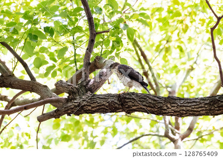 [Wild birds] Sparrowhawk chicks growing up in an urban park 128765409